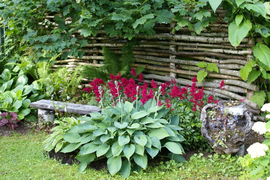 Хоста бордюрная