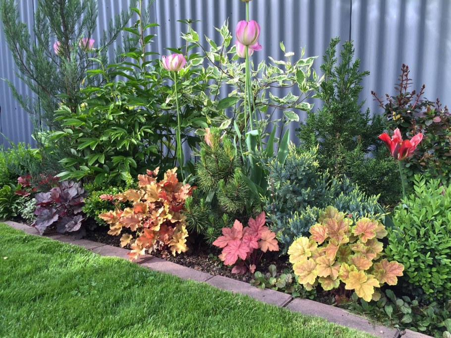 Астильба Хоста миксбордер