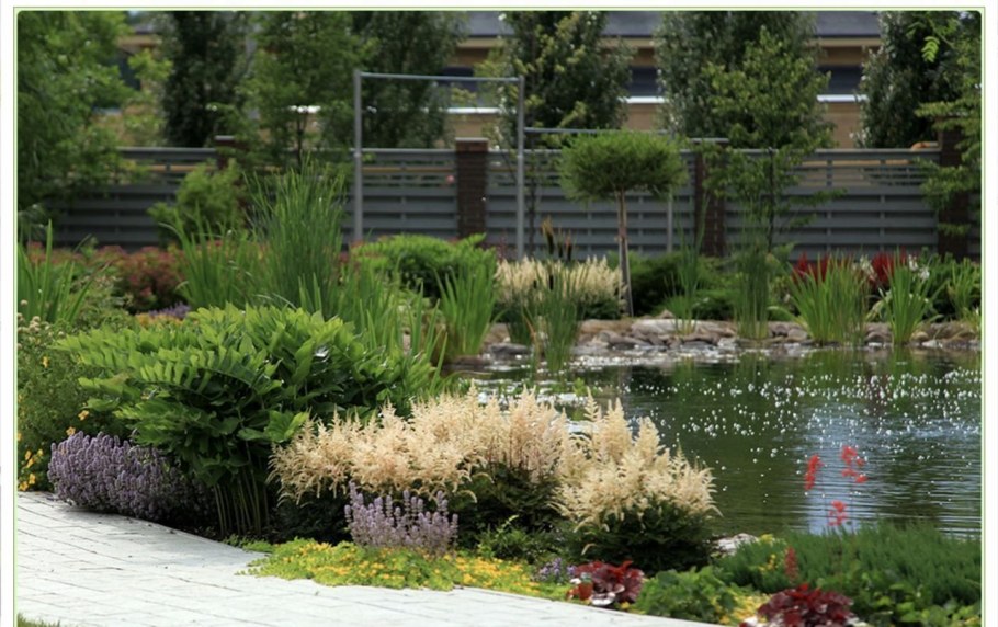 Хоста папоротник астильба