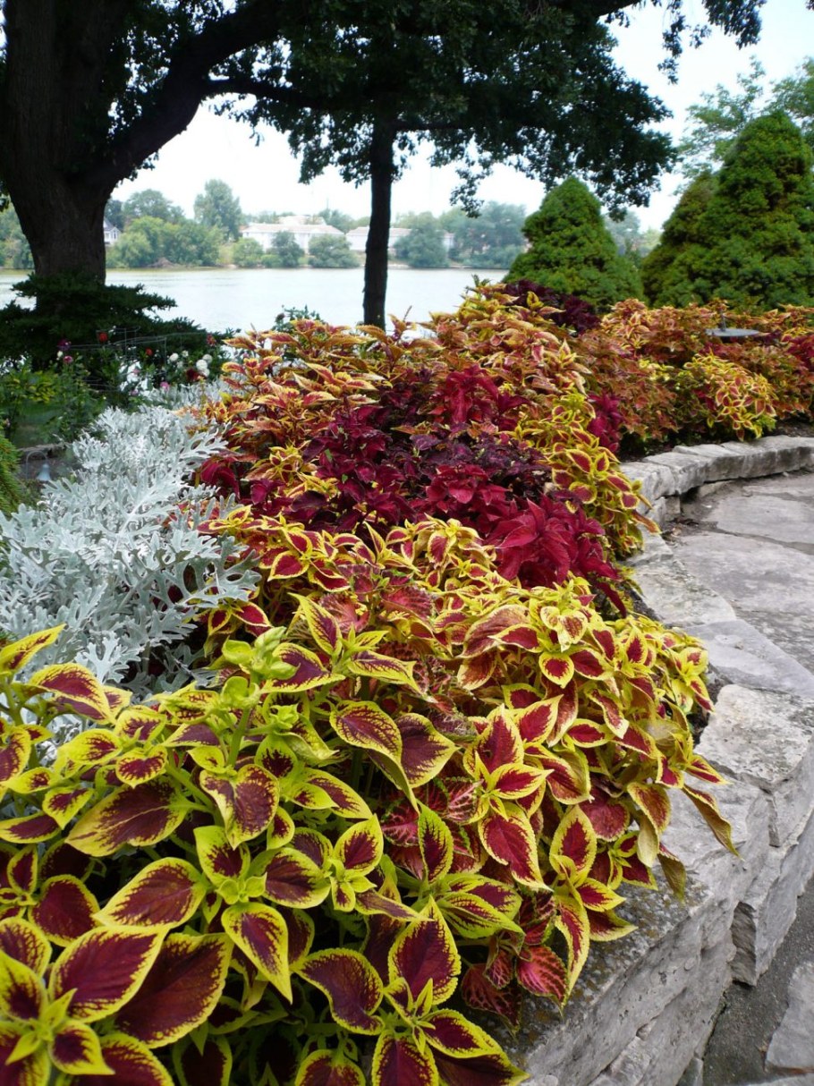 Колеус конфетти