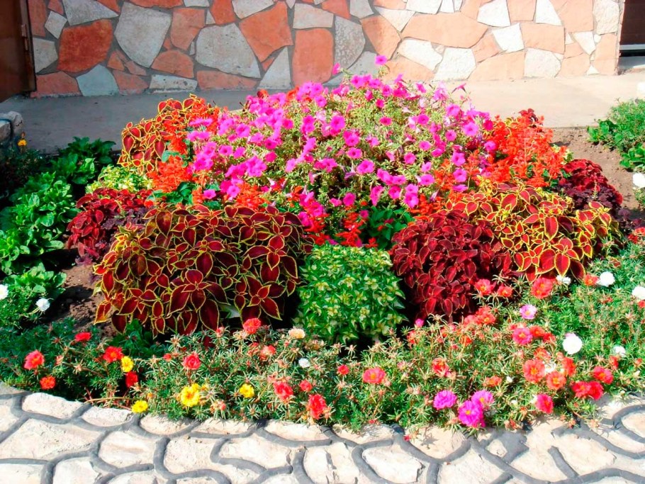 Колеус в рабатке