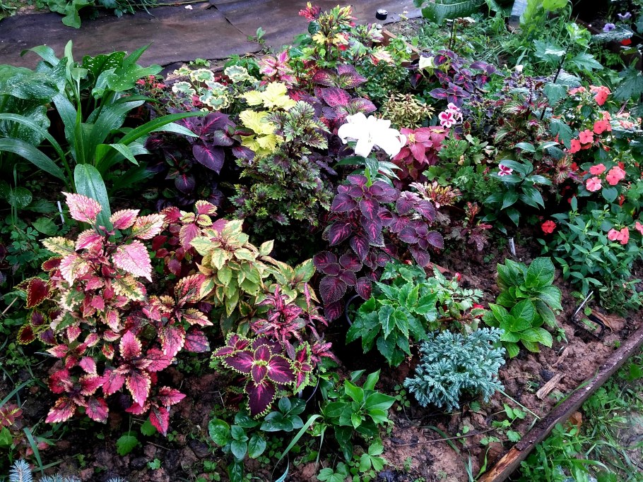 Колеус черный дракон в саду