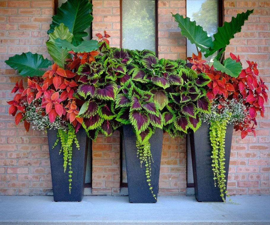 Колеусы и бальзамины