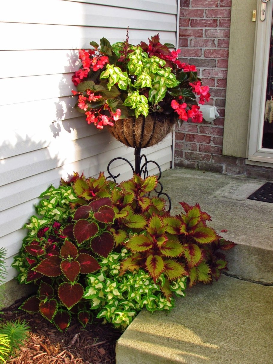 Колеус на клумбе