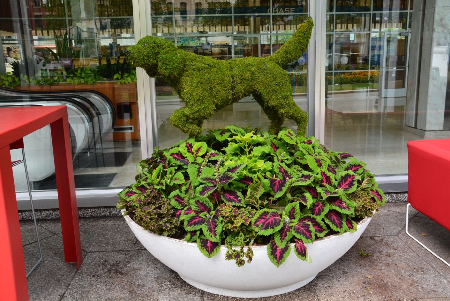 Колеус батат ипомея батат