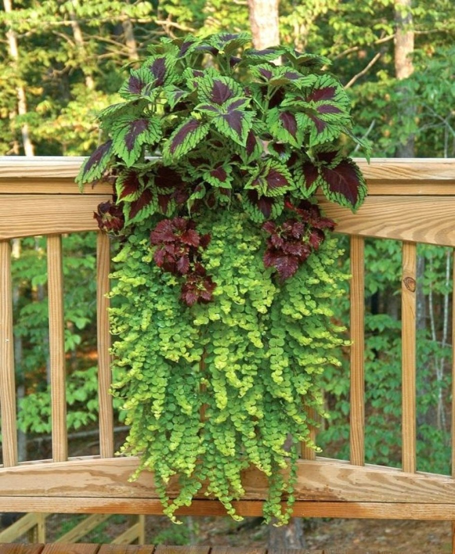 Ипомея батат с колеусами