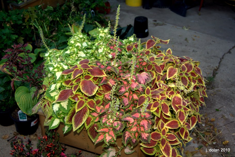 Мимулюс с колеусом