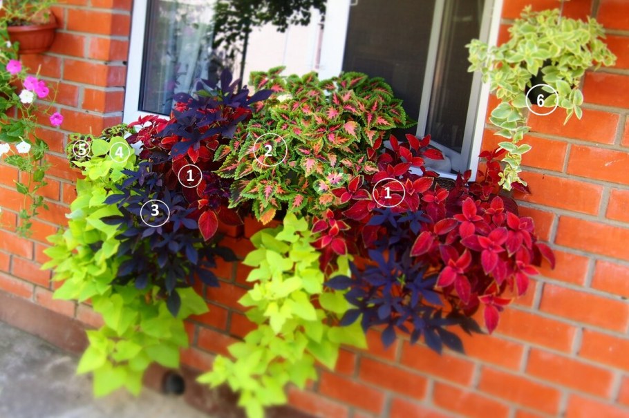 Колеус Beale Street