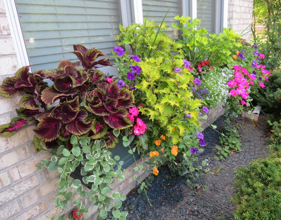 Гейхера в клумбе