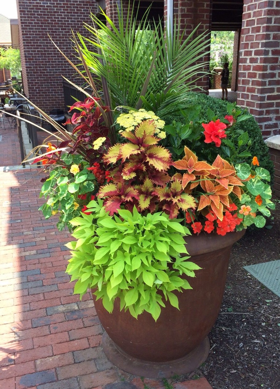 Колеус Цитрон Раффлес