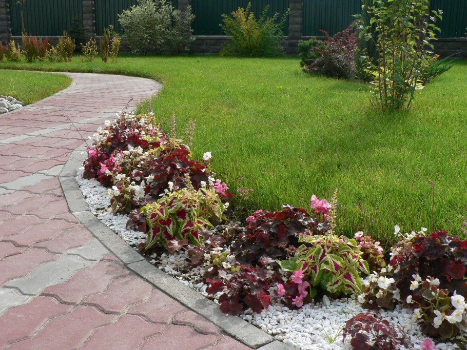 Рабатка Тунберга