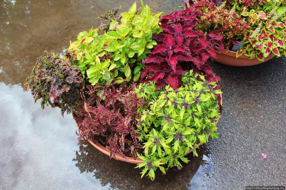 Колеус батат ипомея батат