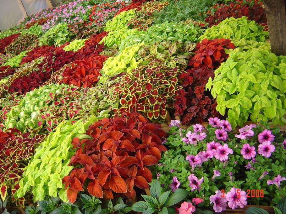 Клумба однолетники бегония петуния