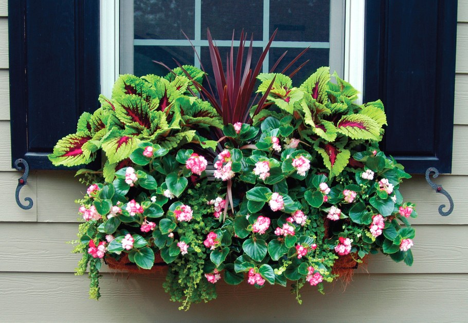 Бархатцы ампельные