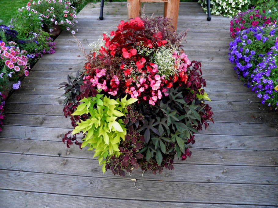 Колеус Конг Скарлет