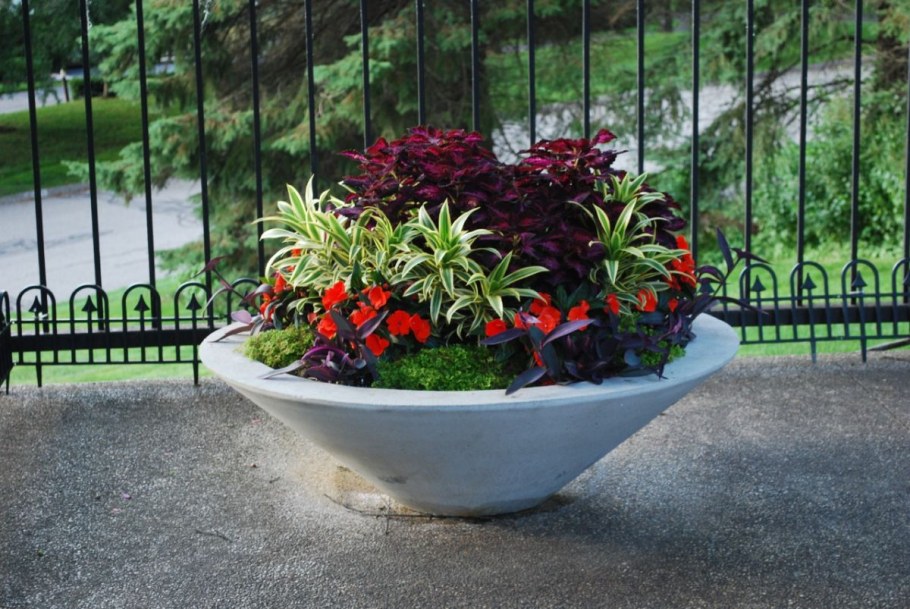 Герман новомодный колеусы