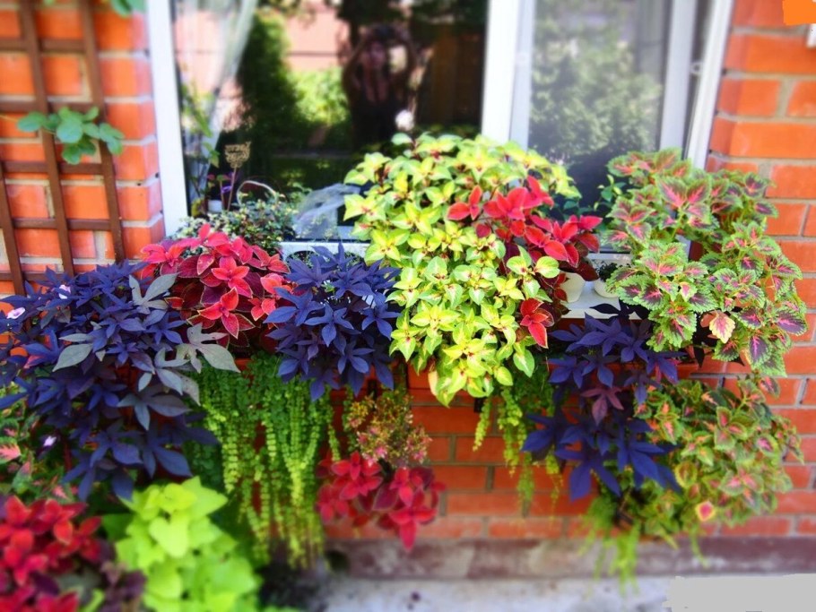 Колеус пеларгония ,бегония