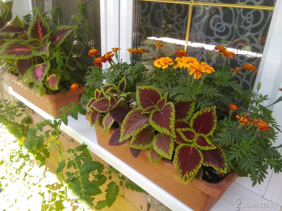 Ипомея колеус