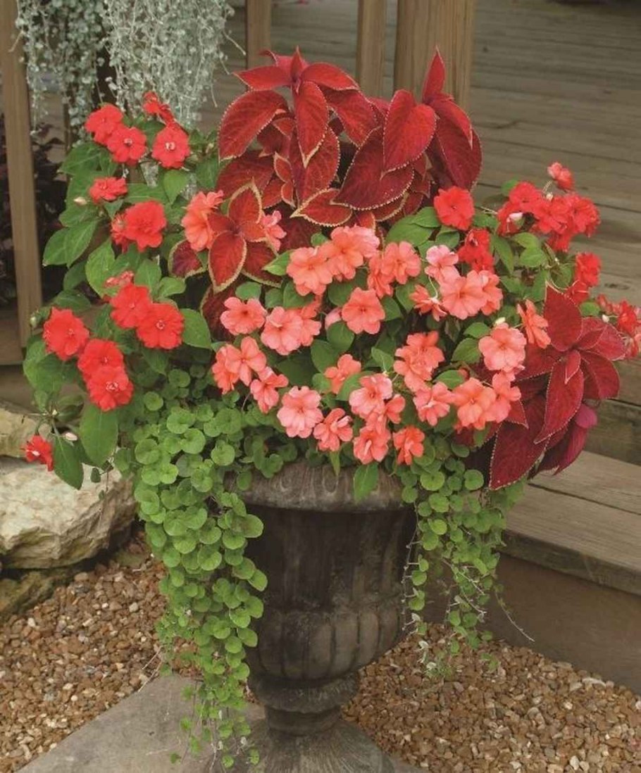 Ипомея колеус