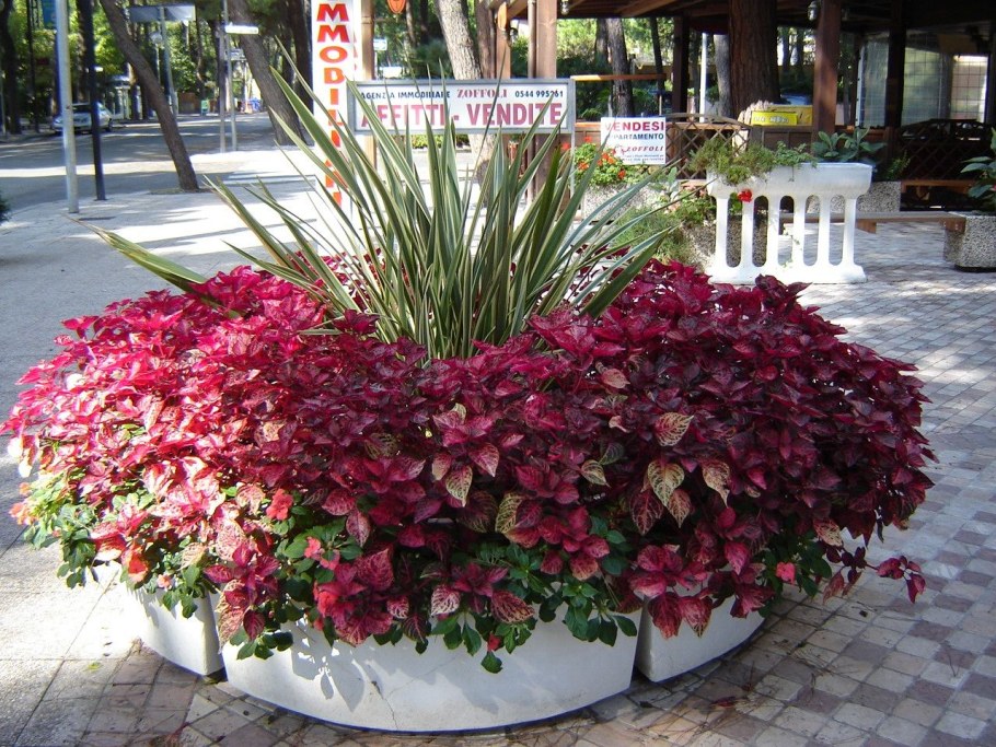 Колеус в ландшафте