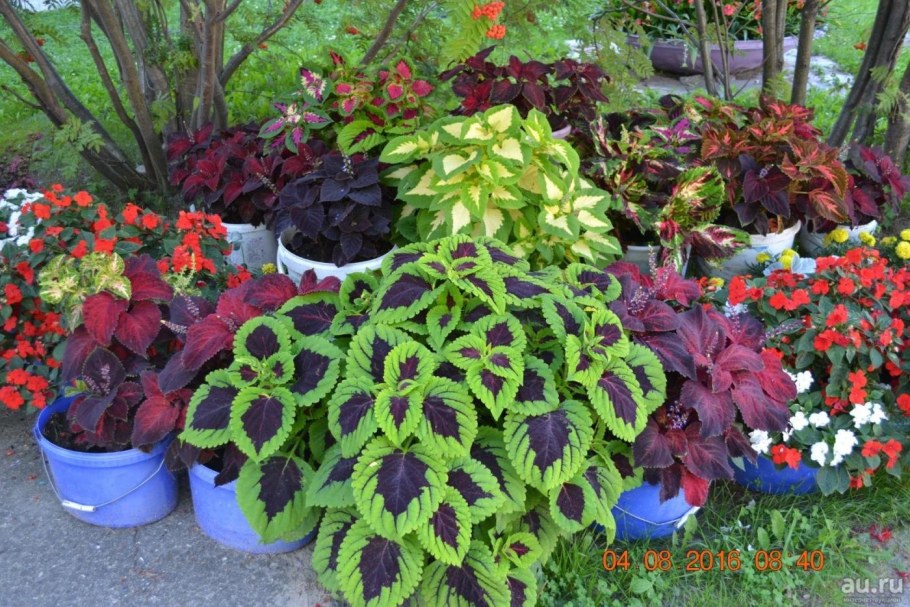 Колеус церинария