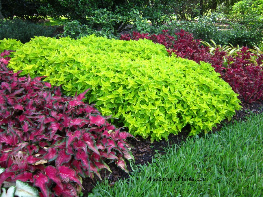 Колеус бордюрный