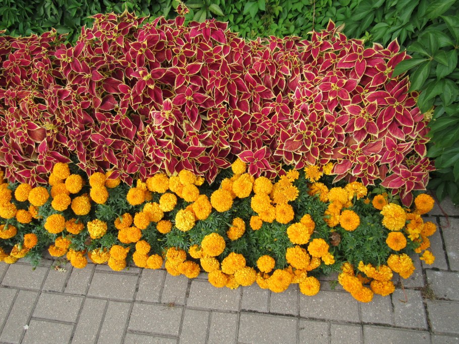 Ипомея батат колеус петуния