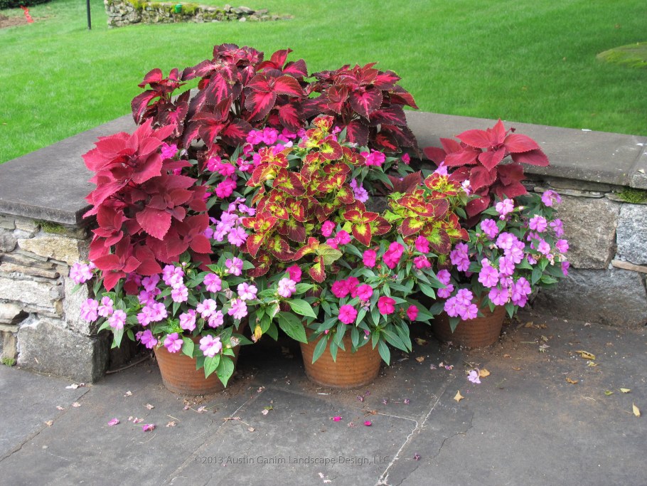 Памела Кроуфорд контейнерные сады колеусы