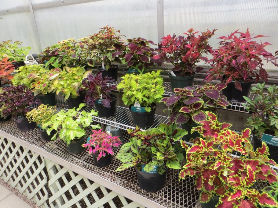 Колеус Catrine