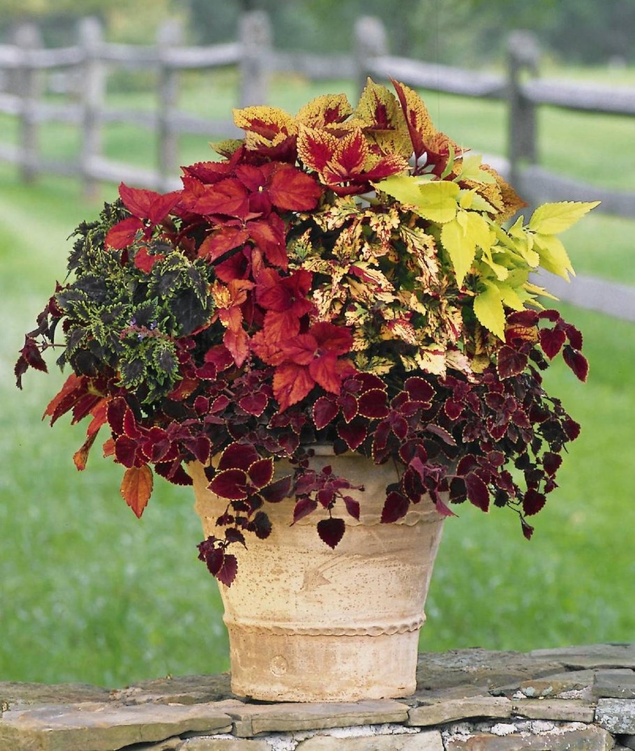 Колеус контейнерные