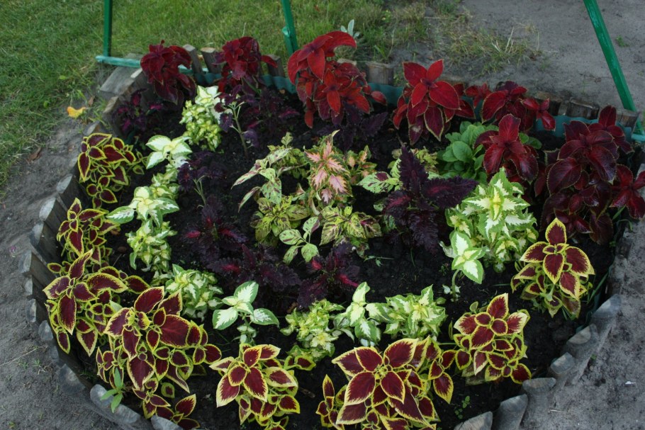 Бегония клубневая и колеус