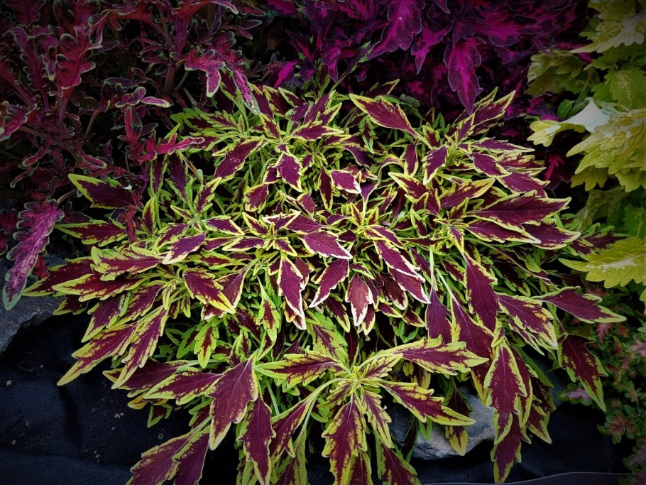 Колеус и катарантус