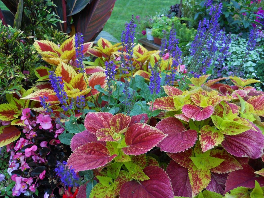 Колеус и катарантус