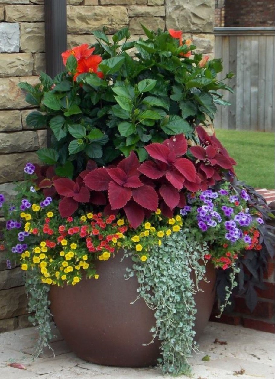 Лобелия с колеусом