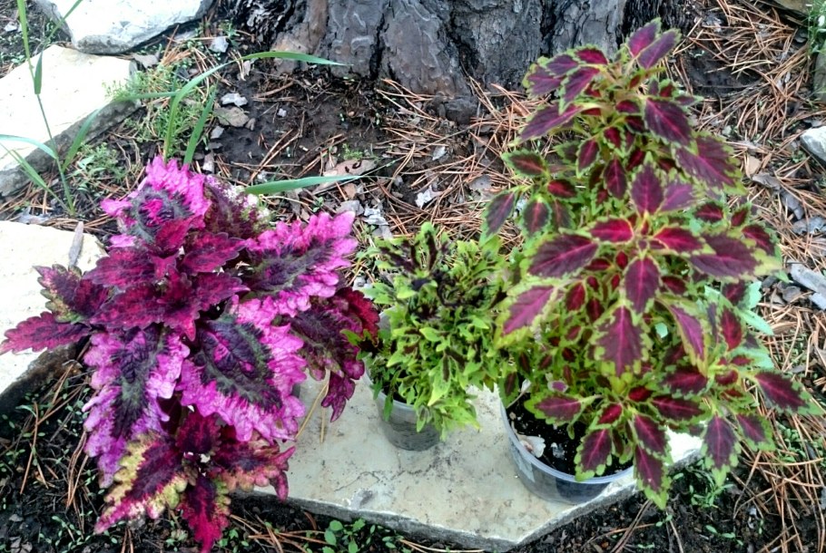 Колеусы и бальзамины