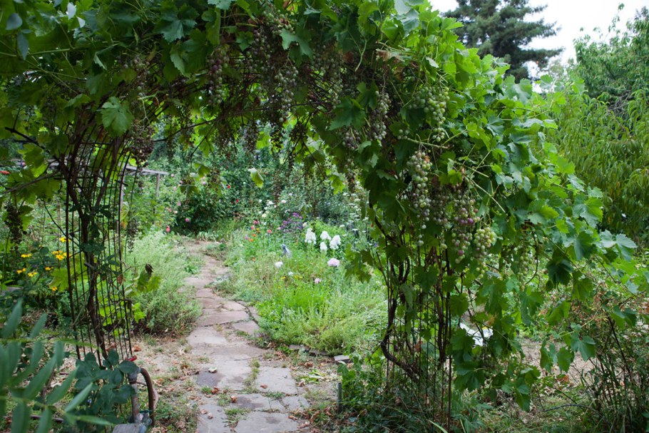 Пергола для актинидии