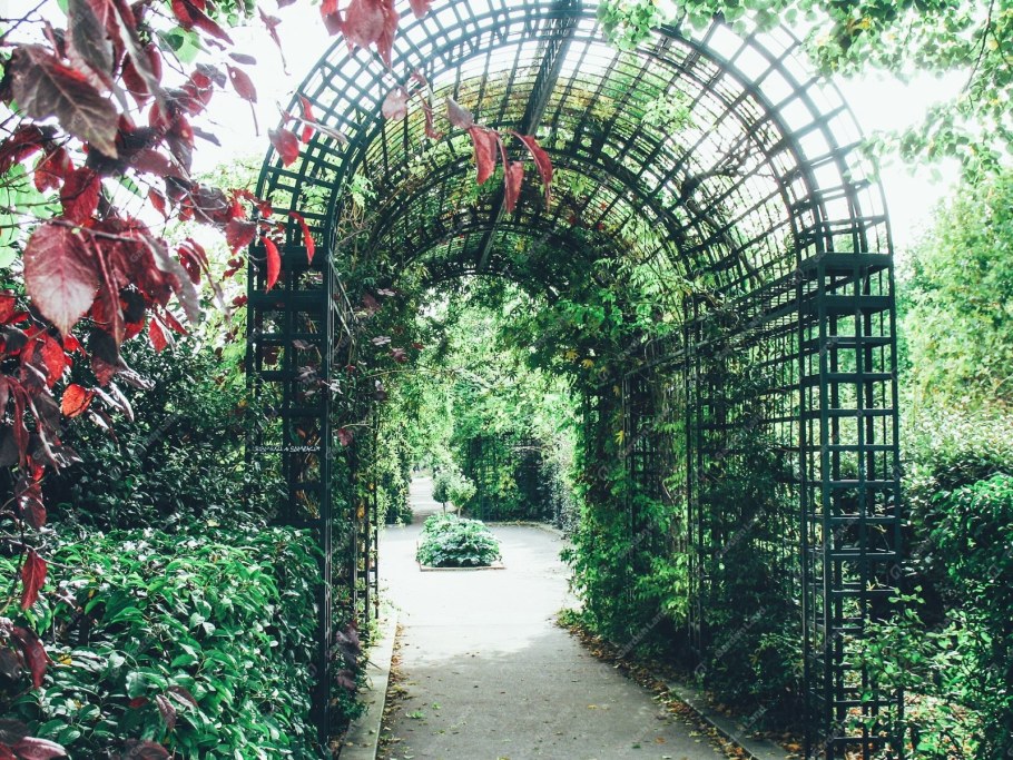 Пергола арка увитая девичьим виноградом