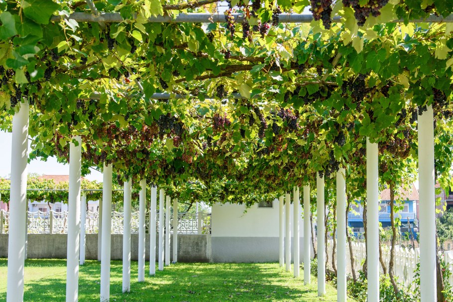 Шпалера пергола для винограда
