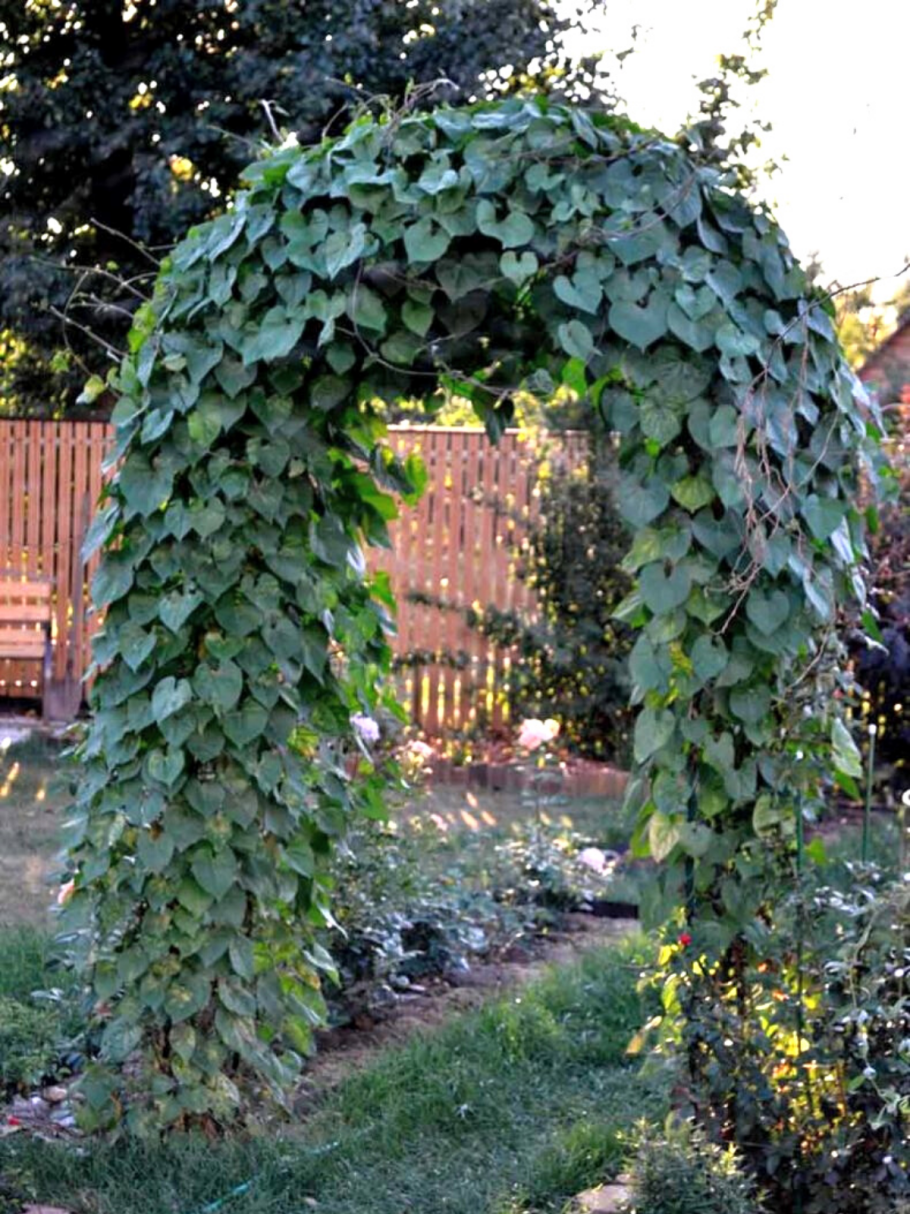 Виноградник арочный