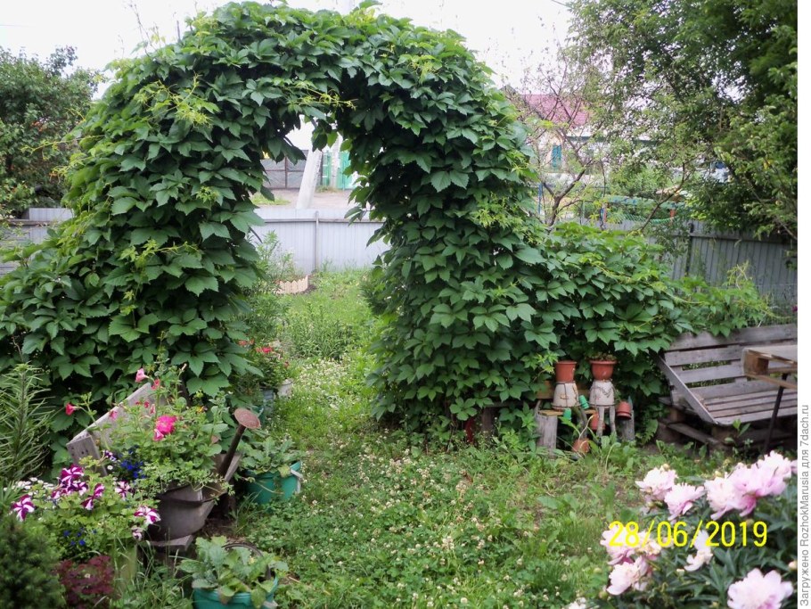 Девичий виноград пятилисточковый на арке