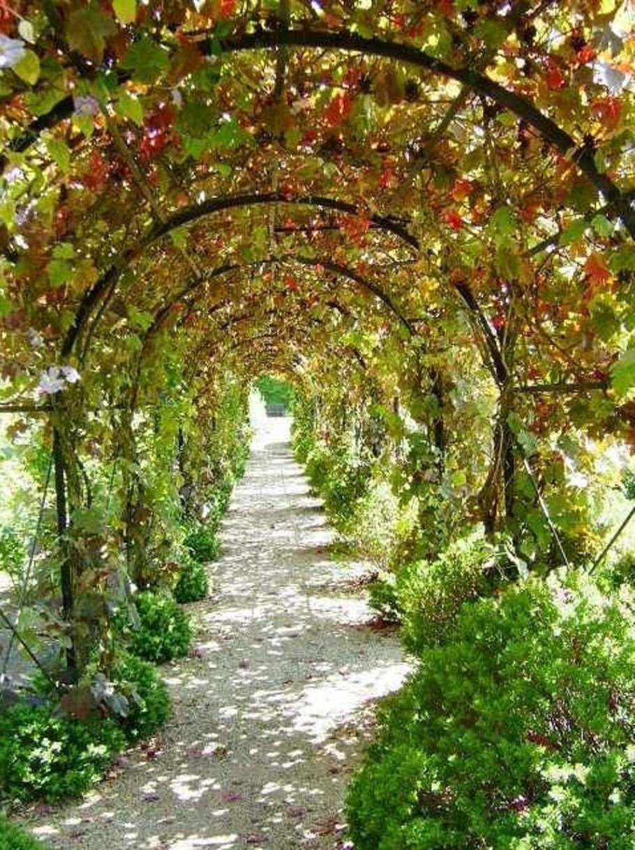 Красивые арки для винограда