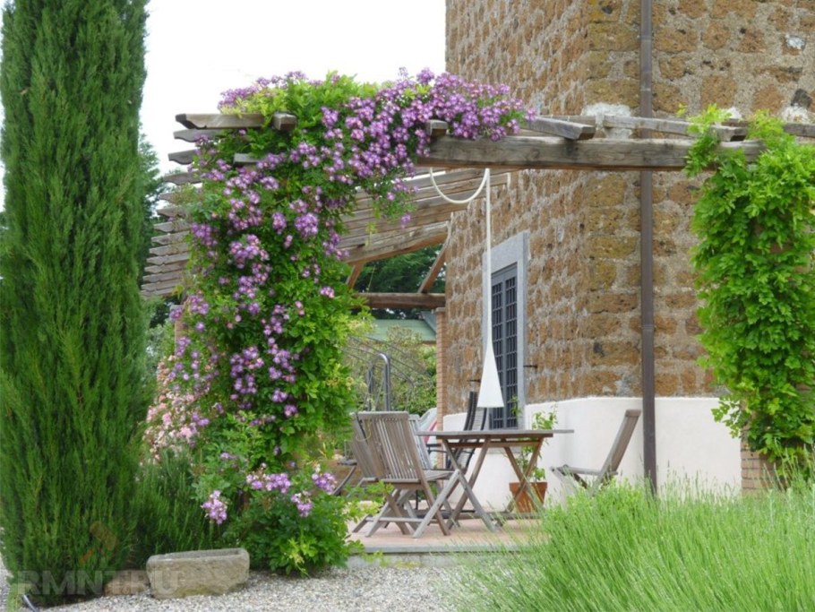 Пергола для актинидии