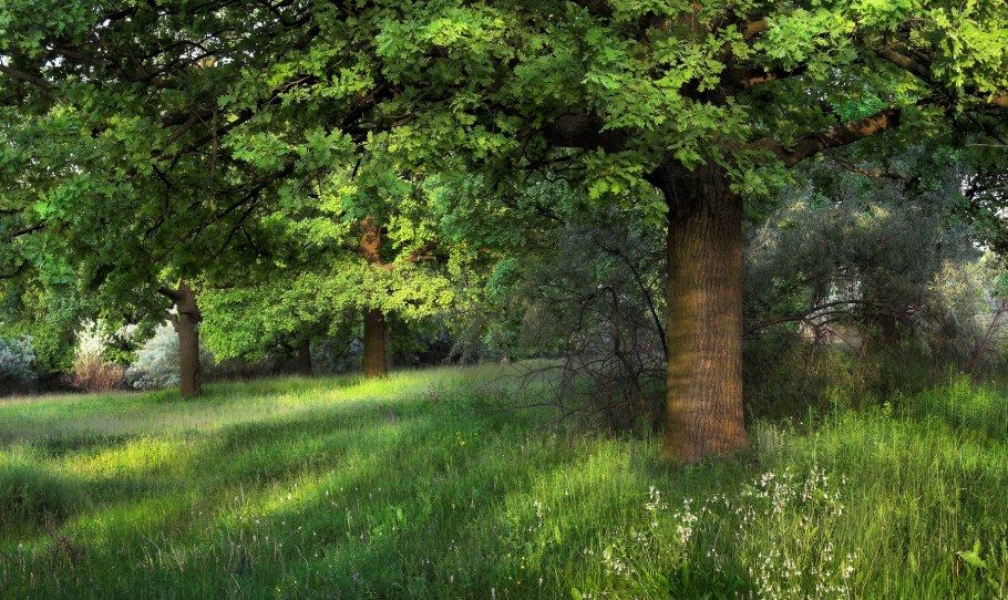 Кухни.массив тик