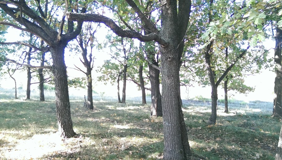 Спальня Ярослава Пинскдрев