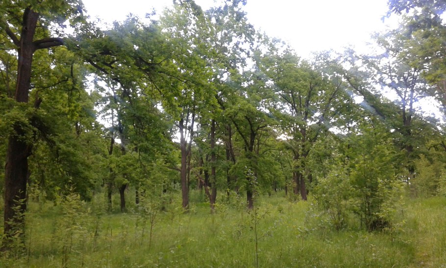 Кокшамары дубовая роща