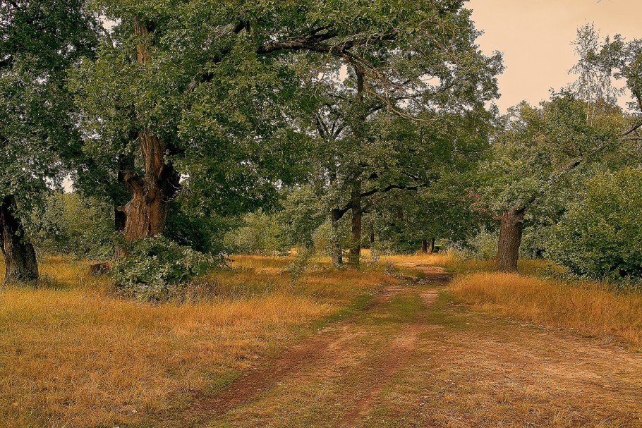 Кровать из массива дуба «Даника»