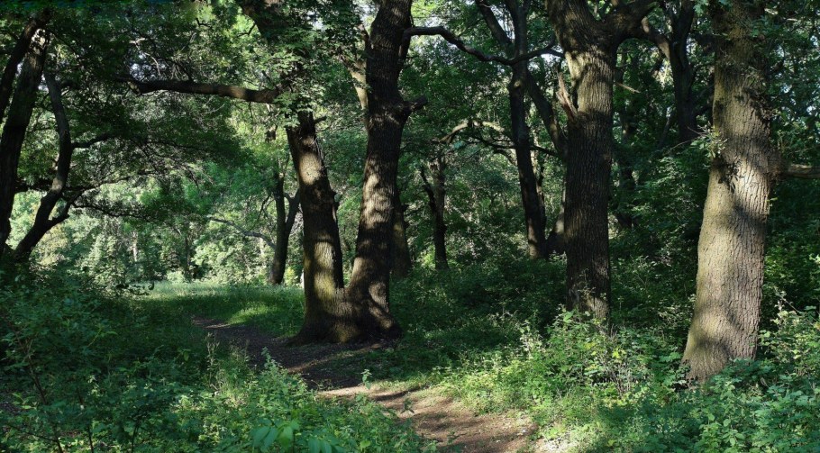 Дубовая роща станица Елизаветинская