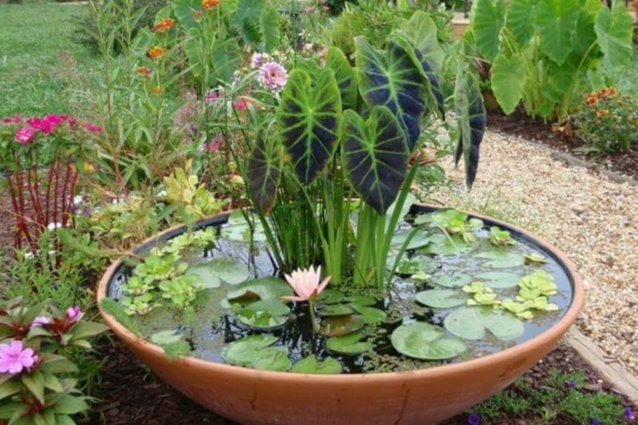Прудик для нимфеи ландшафтном