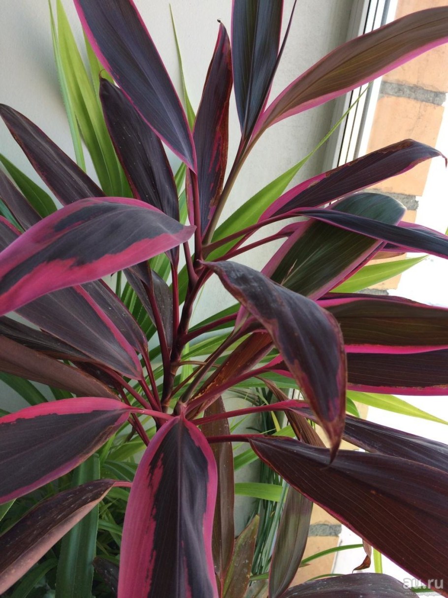 Гинура плетеносная