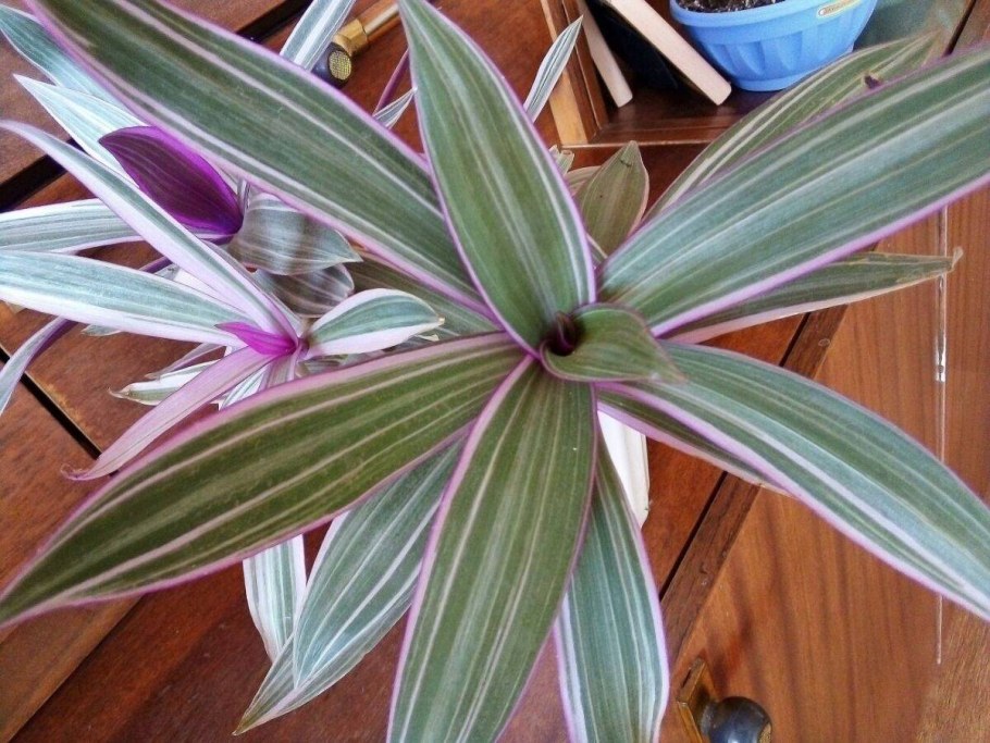 Кислица оксалис